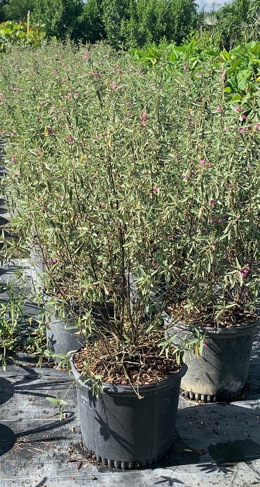 melochia-tomentosa-broom-weed-raichie-tea-bush-wooly-pyramid-bush-pyramid-bush