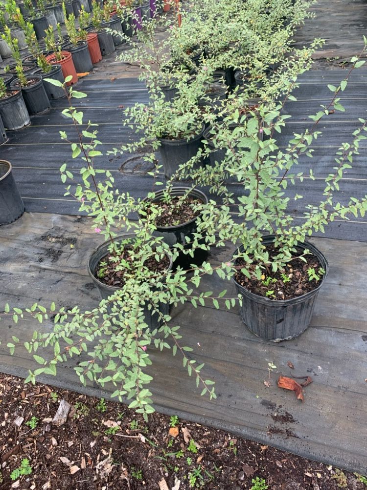 melochia-tomentosa-broom-weed-raichie-tea-bush-wooly-pyramid-bush-pyramid-bush