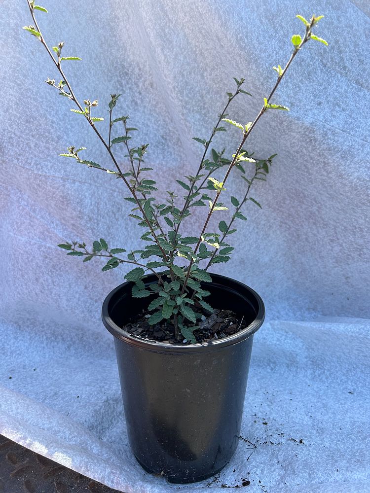 melochia-tomentosa-broom-weed-raichie-tea-bush-wooly-pyramid-bush-pyramid-bush