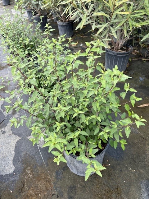 melochia-tomentosa-broom-weed-raichie-tea-bush-wooly-pyramid-bush-pyramid-bush