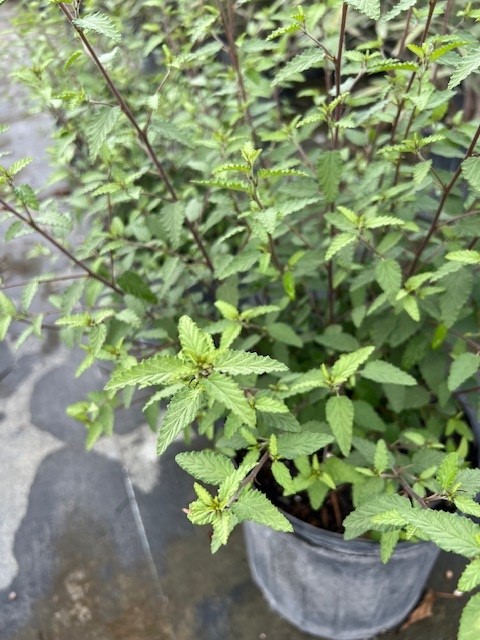 melochia-tomentosa-broom-weed-raichie-tea-bush-wooly-pyramid-bush-pyramid-bush