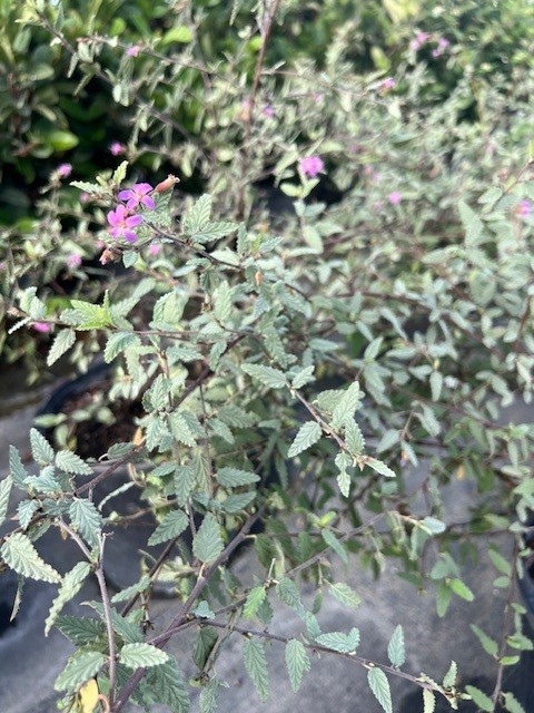 melochia-tomentosa-broom-weed-raichie-tea-bush-wooly-pyramid-bush-pyramid-bush