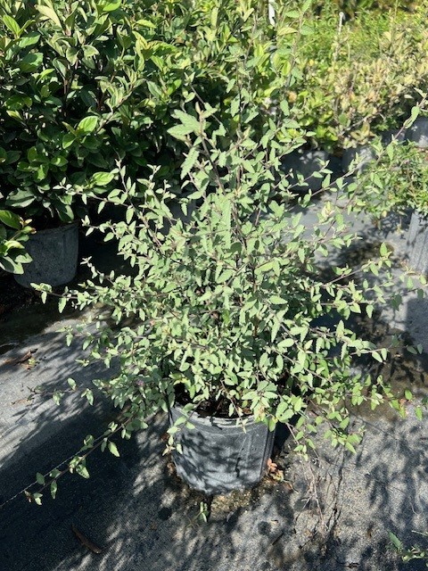 melochia-tomentosa-broom-weed-raichie-tea-bush-wooly-pyramid-bush-pyramid-bush