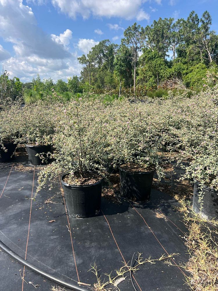 melochia-tomentosa-broom-weed-raichie-tea-bush-wooly-pyramid-bush-pyramid-bush