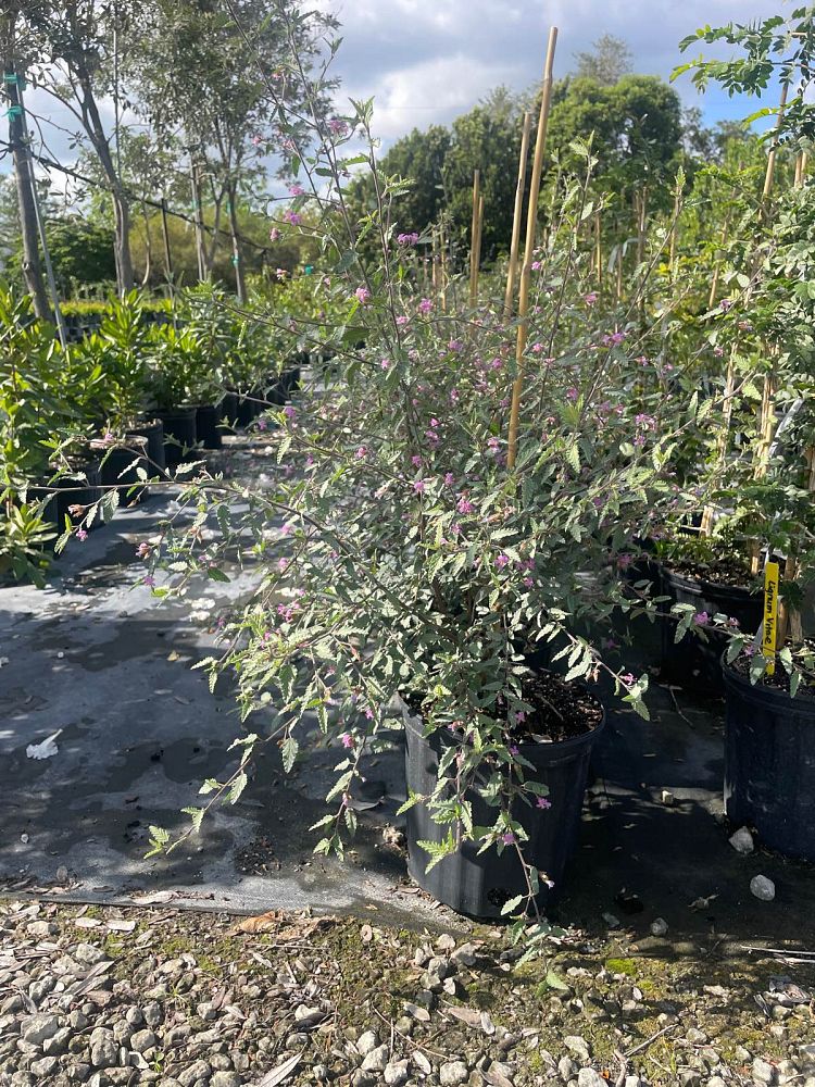 melochia-tomentosa-broom-weed-raichie-tea-bush-wooly-pyramid-bush-pyramid-bush