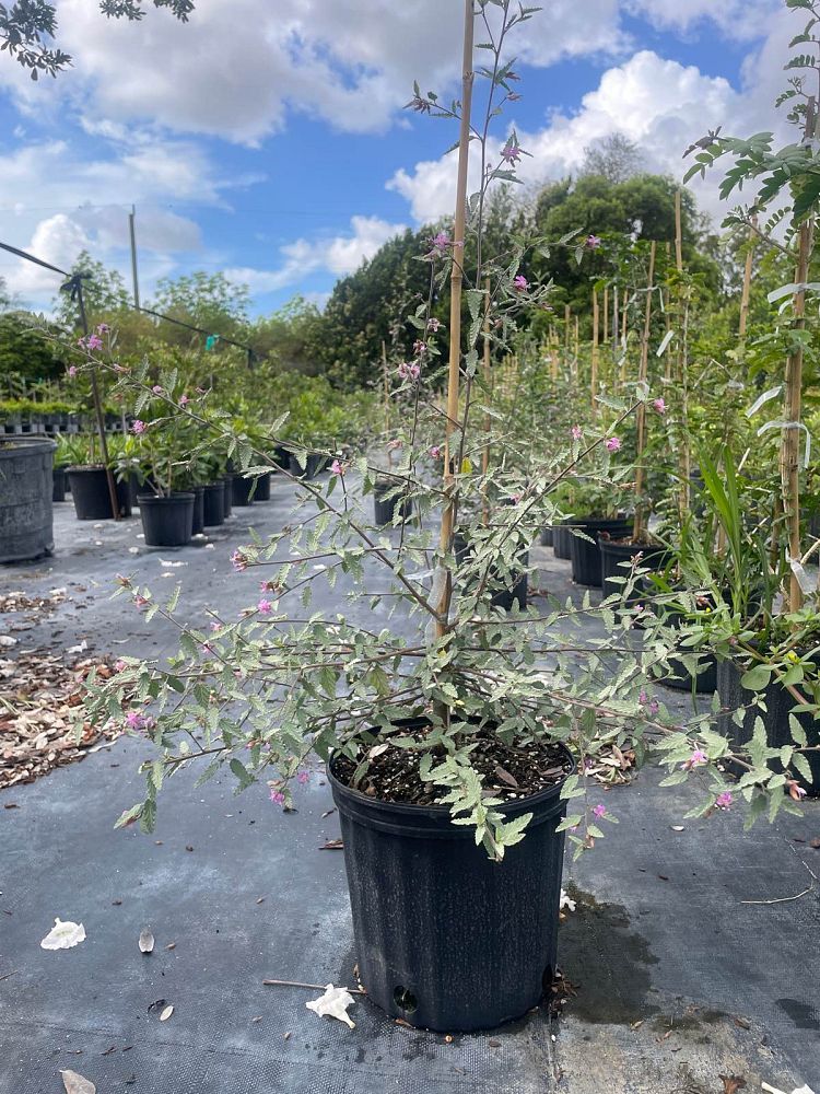 melochia-tomentosa-broom-weed-raichie-tea-bush-wooly-pyramid-bush-pyramid-bush