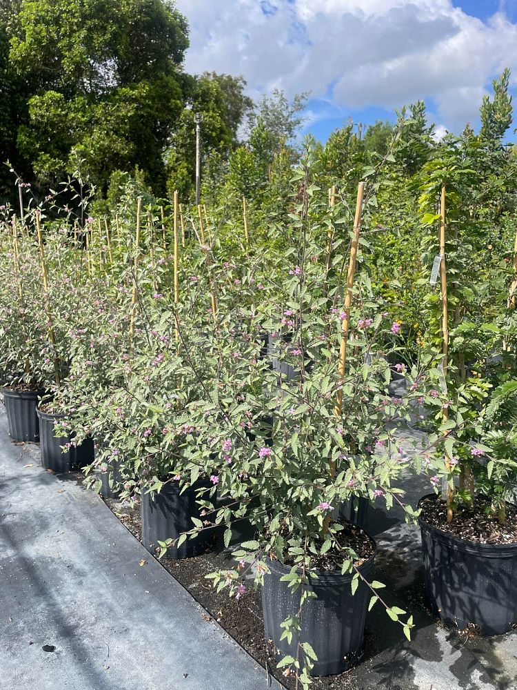 melochia-tomentosa-broom-weed-raichie-tea-bush-wooly-pyramid-bush-pyramid-bush