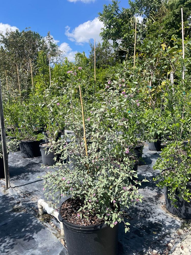 melochia-tomentosa-broom-weed-raichie-tea-bush-wooly-pyramid-bush-pyramid-bush