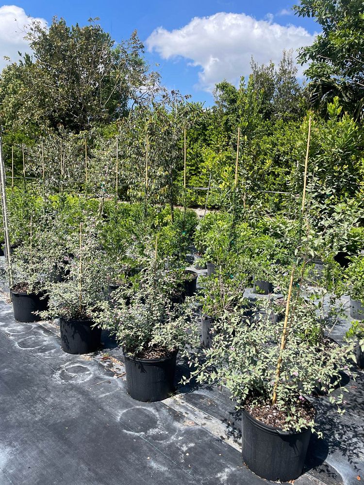 melochia-tomentosa-broom-weed-raichie-tea-bush-wooly-pyramid-bush-pyramid-bush