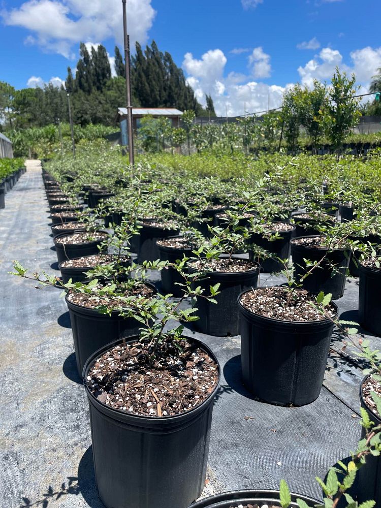 melochia-tomentosa-broom-weed-raichie-tea-bush-wooly-pyramid-bush-pyramid-bush
