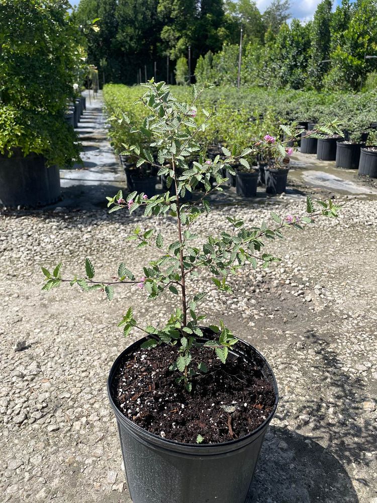 melochia-tomentosa-broom-weed-raichie-tea-bush-wooly-pyramid-bush-pyramid-bush