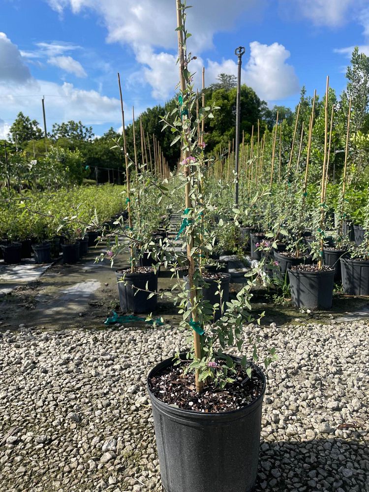 melochia-tomentosa-broom-weed-raichie-tea-bush-wooly-pyramid-bush-pyramid-bush