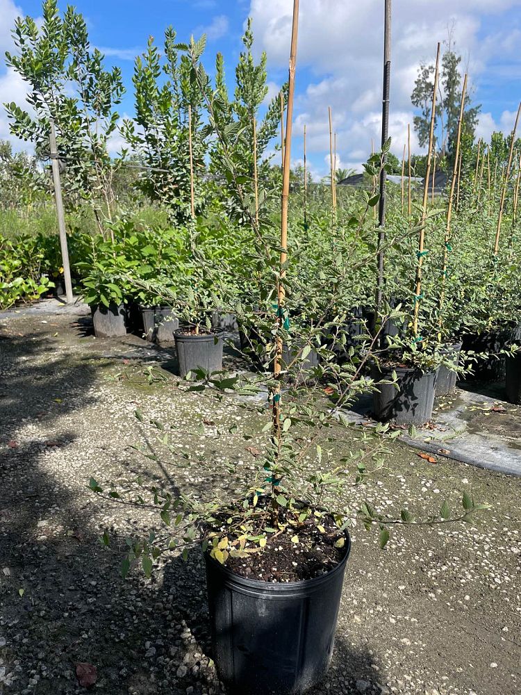 melochia-tomentosa-broom-weed-raichie-tea-bush-wooly-pyramid-bush-pyramid-bush