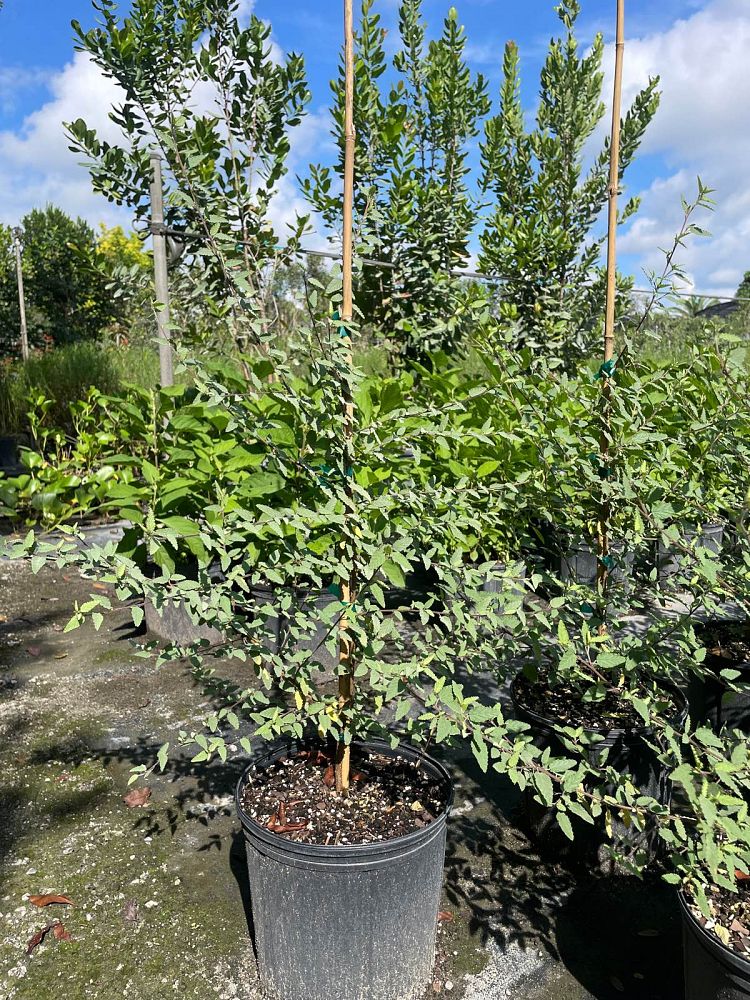 melochia-tomentosa-broom-weed-raichie-tea-bush-wooly-pyramid-bush-pyramid-bush