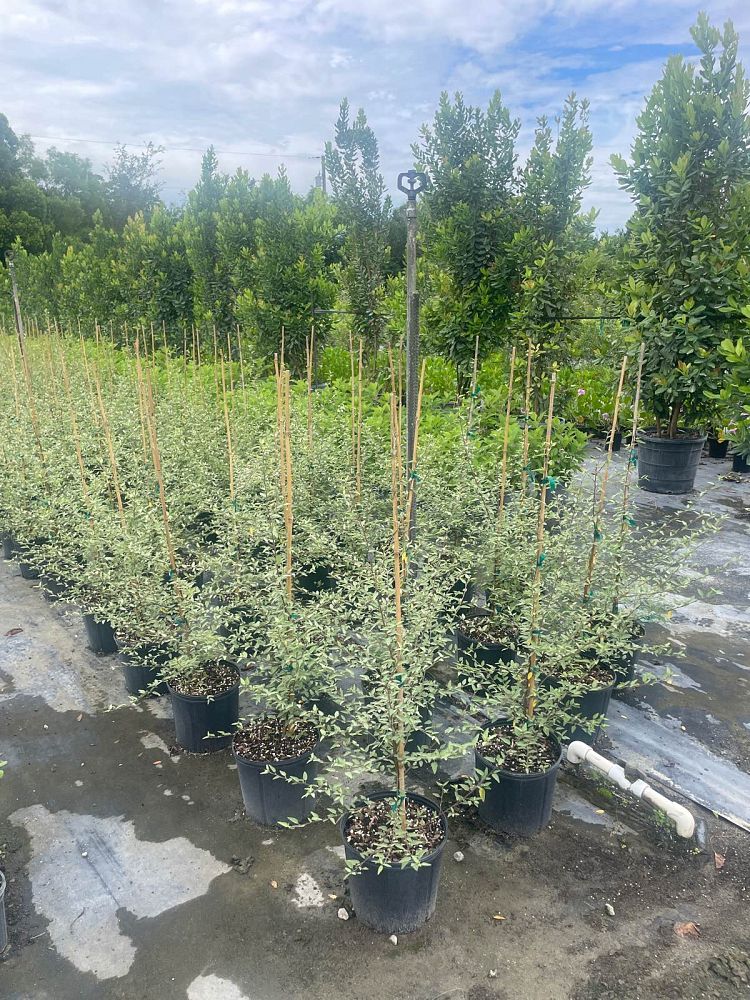 melochia-tomentosa-broom-weed-raichie-tea-bush-wooly-pyramid-bush-pyramid-bush