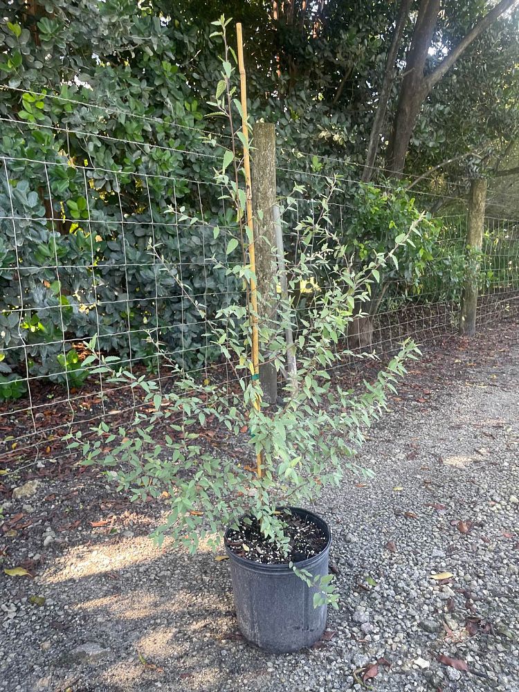 melochia-tomentosa-broom-weed-raichie-tea-bush-wooly-pyramid-bush-pyramid-bush