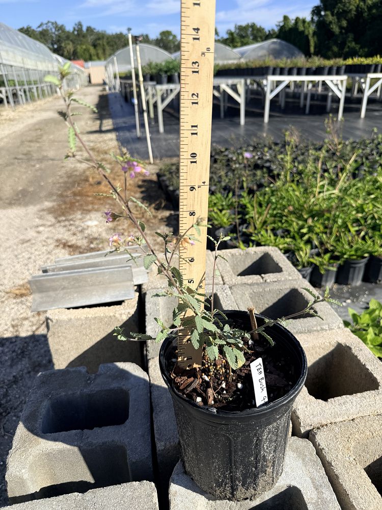 melochia-tomentosa-broom-weed-raichie-tea-bush-wooly-pyramid-bush-pyramid-bush