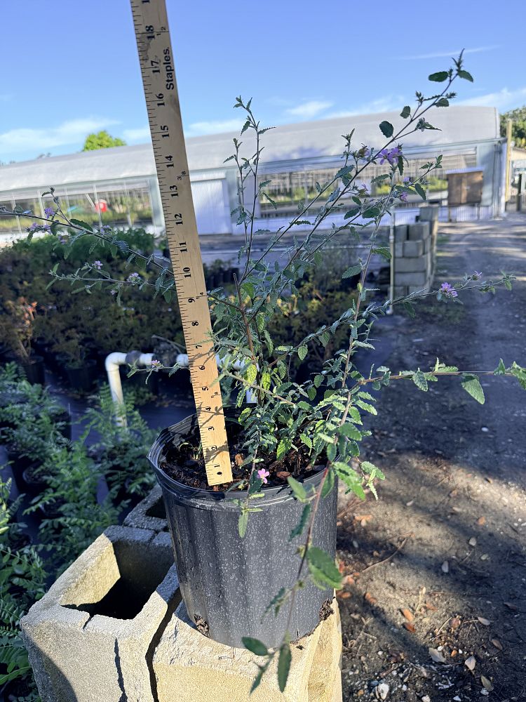 melochia-tomentosa-broom-weed-raichie-tea-bush-wooly-pyramid-bush-pyramid-bush