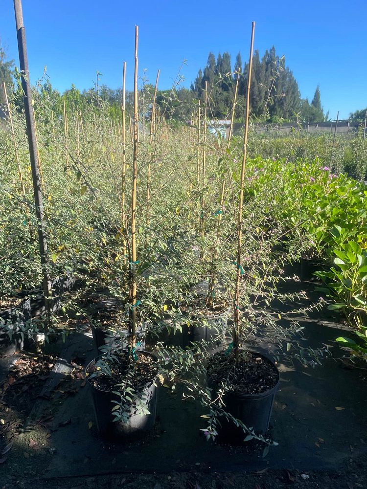 melochia-tomentosa-broom-weed-raichie-tea-bush-wooly-pyramid-bush-pyramid-bush