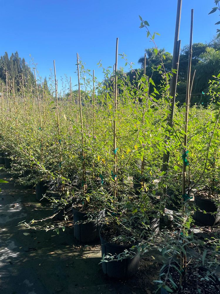 melochia-tomentosa-broom-weed-raichie-tea-bush-wooly-pyramid-bush-pyramid-bush