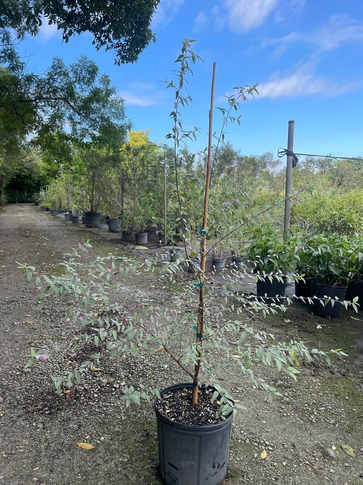 melochia-tomentosa-broom-weed-raichie-tea-bush-wooly-pyramid-bush-pyramid-bush