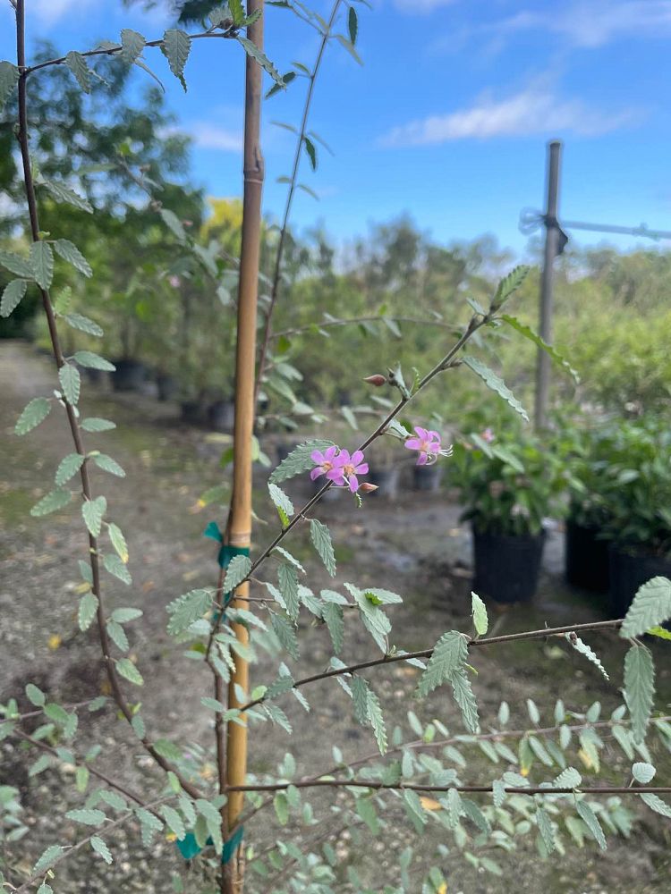 melochia-tomentosa-broom-weed-raichie-tea-bush-wooly-pyramid-bush-pyramid-bush