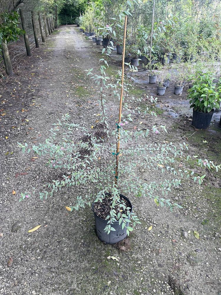 melochia-tomentosa-broom-weed-raichie-tea-bush-wooly-pyramid-bush-pyramid-bush