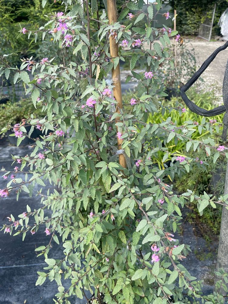 melochia-tomentosa-broom-weed-raichie-tea-bush-wooly-pyramid-bush-pyramid-bush