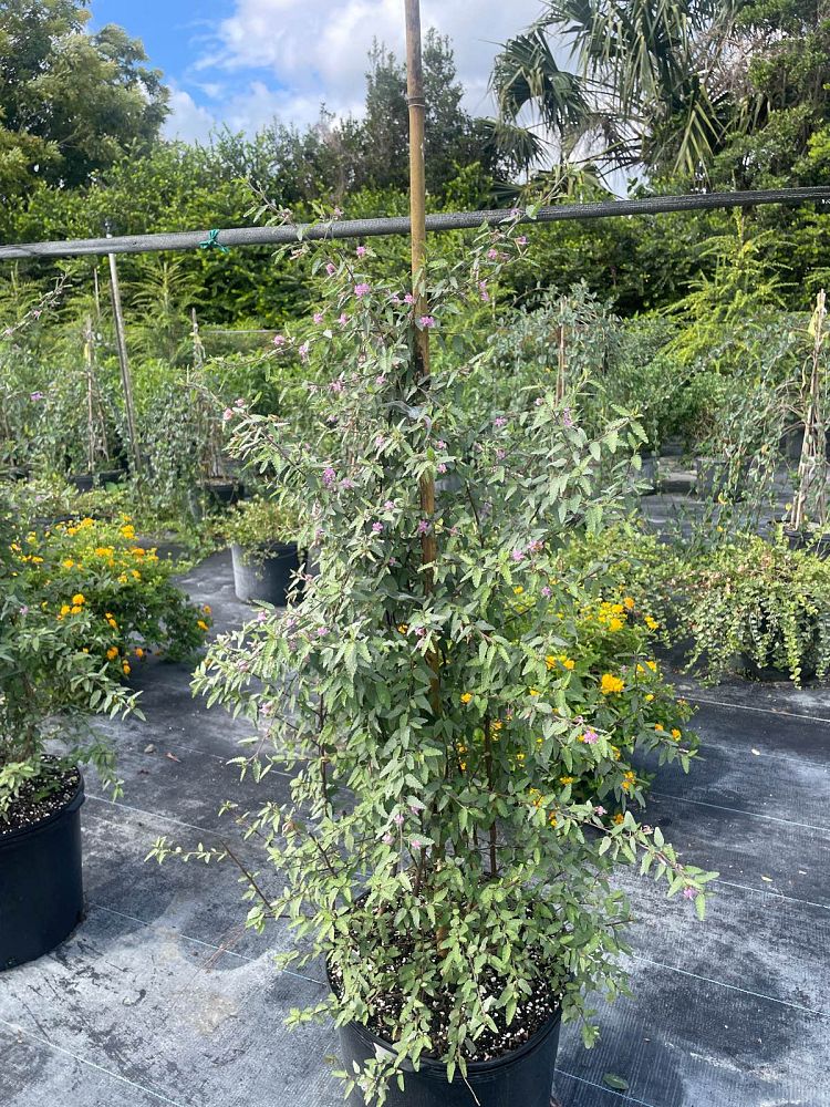 melochia-tomentosa-broom-weed-raichie-tea-bush-wooly-pyramid-bush-pyramid-bush