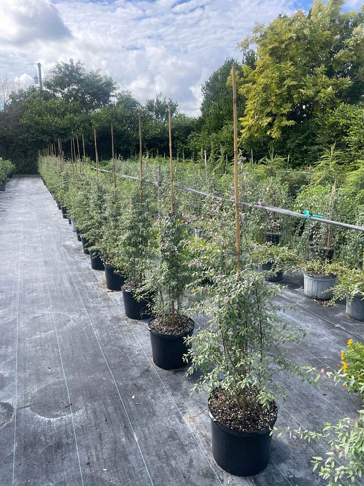 melochia-tomentosa-broom-weed-raichie-tea-bush-wooly-pyramid-bush-pyramid-bush