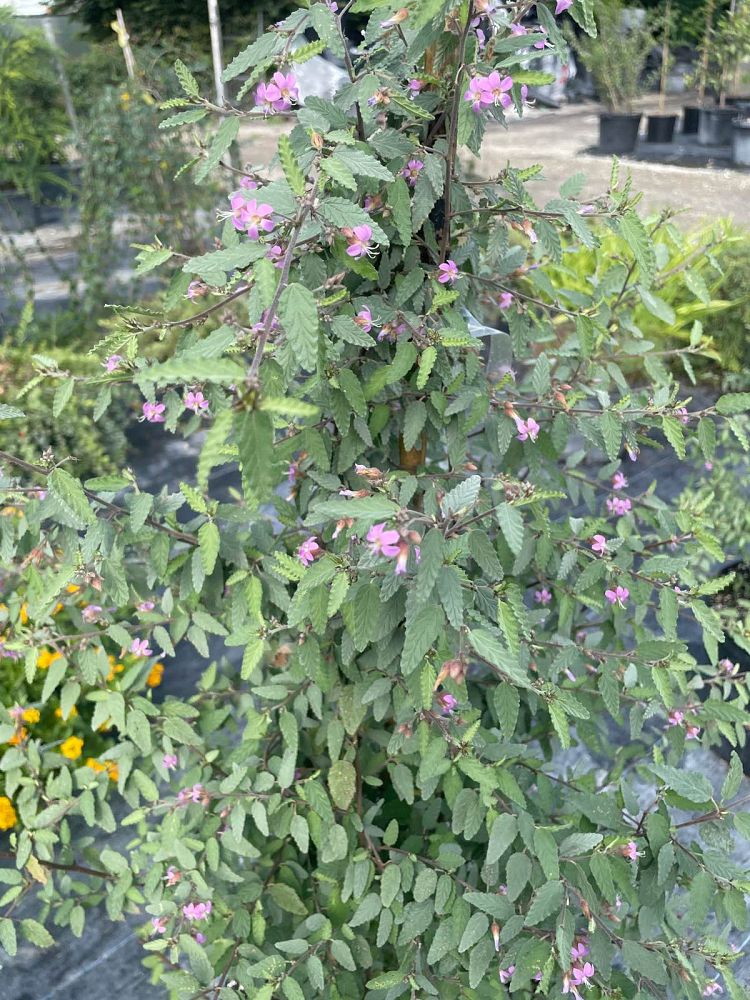 melochia-tomentosa-broom-weed-raichie-tea-bush-wooly-pyramid-bush-pyramid-bush