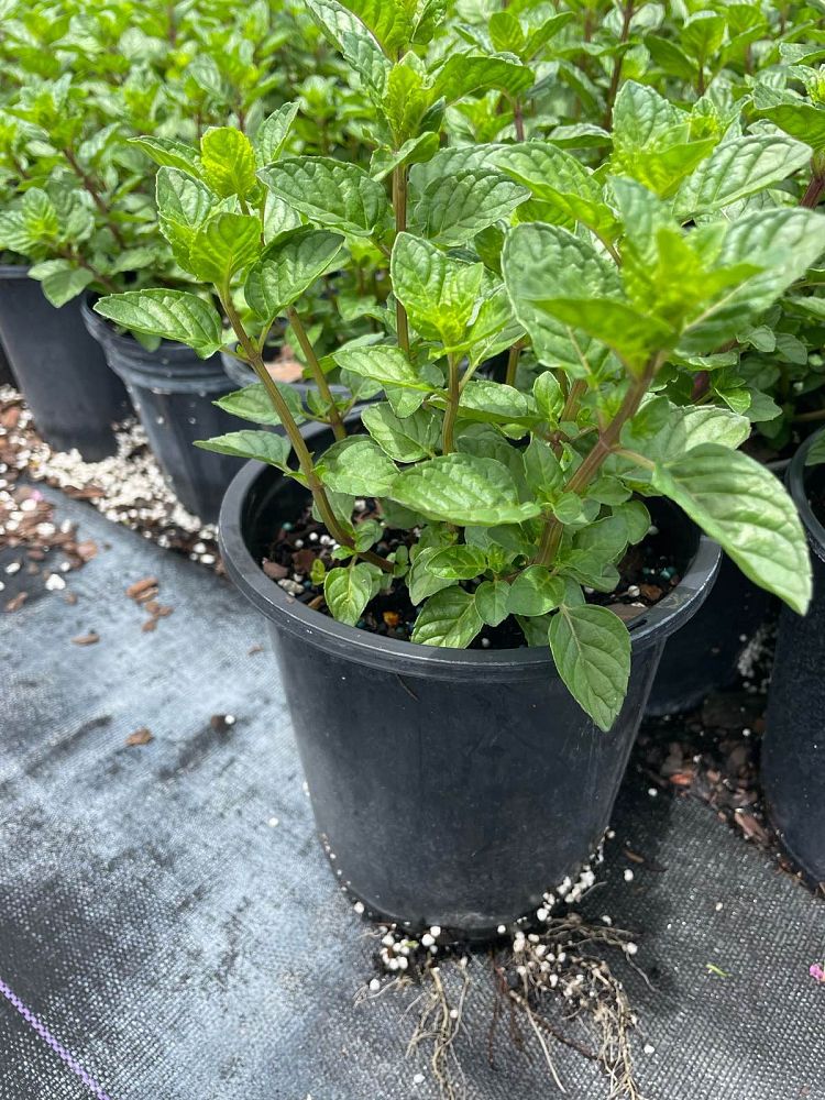 mentha-berries-cream-mint
