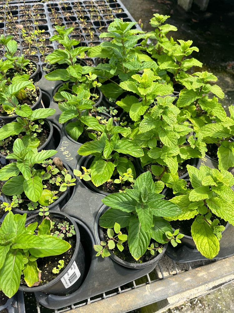 mentha-x-gracilis-red-mint