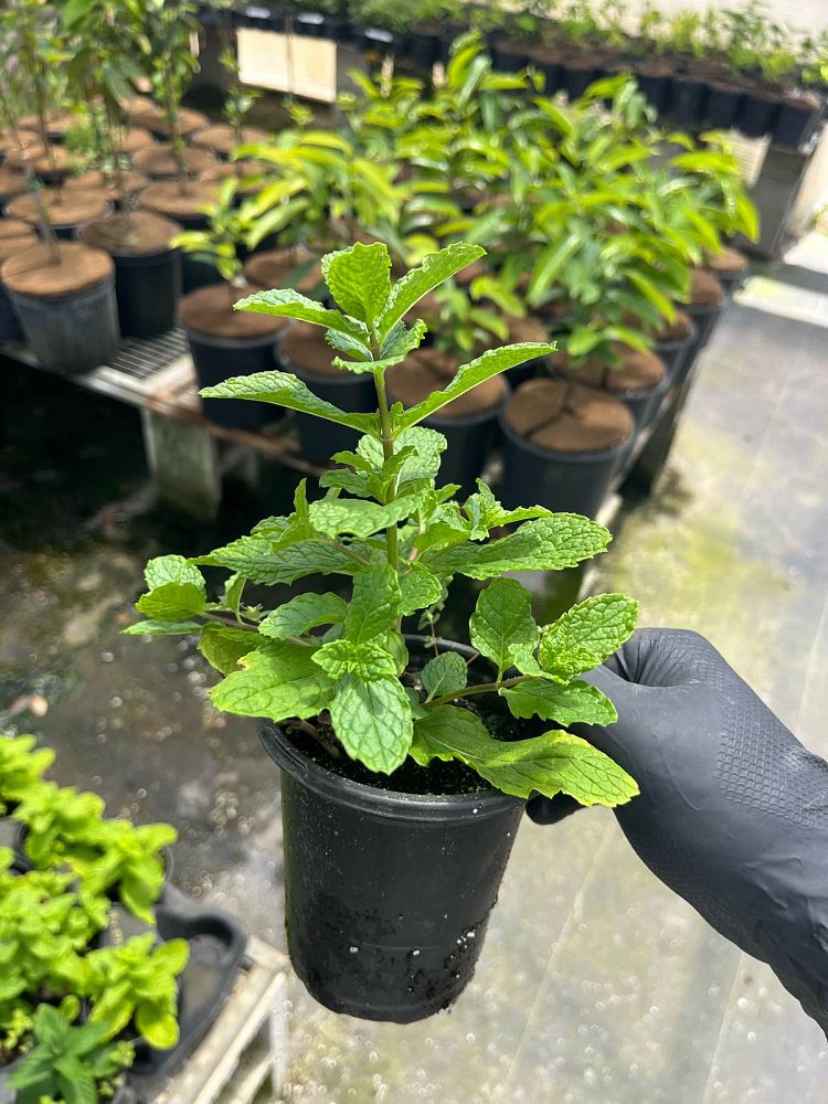 mentha-x-gracilis-red-mint