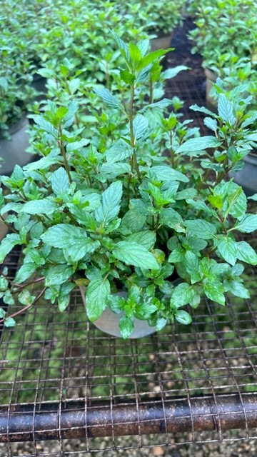 mentha-x-piperita-peppermint-hung-cay