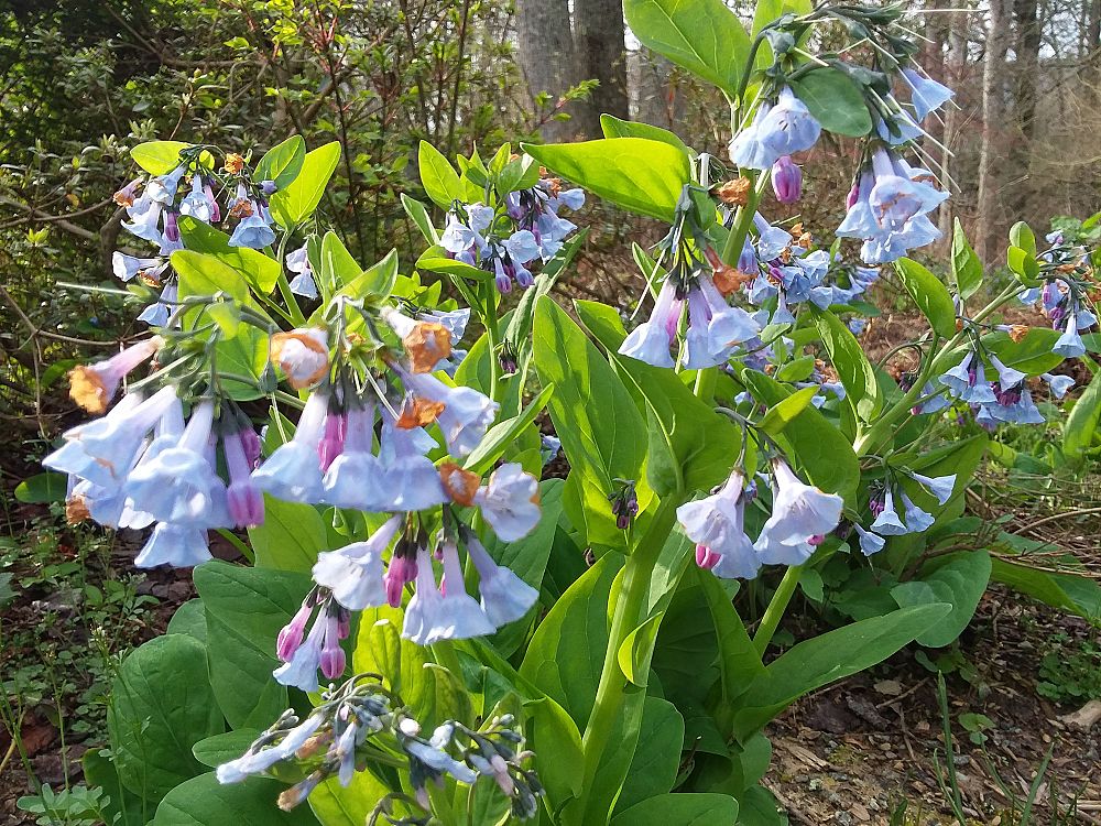 mertensia-virginica-bluebells