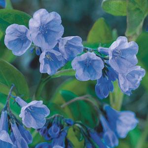mertensia-virginica-bluebells
