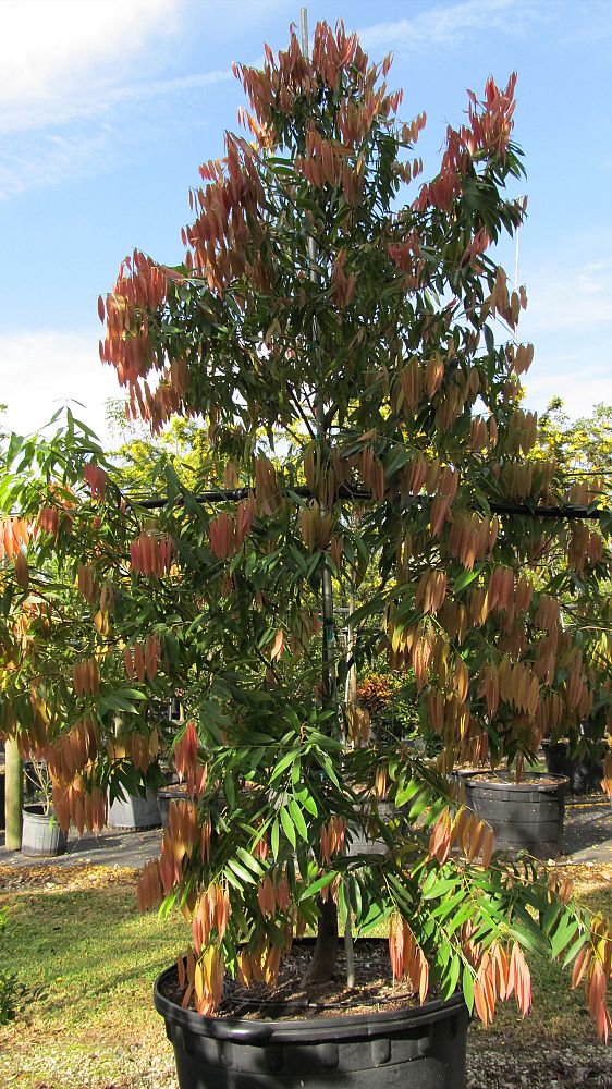 mesua-ferrea-ceylon-ironwood