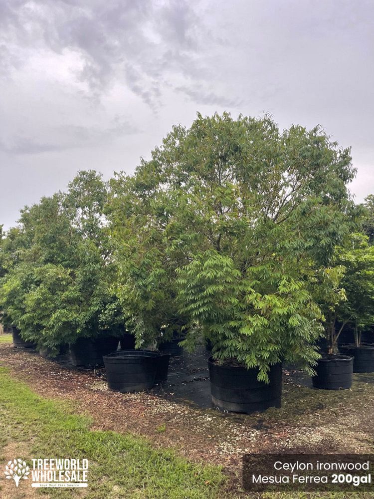mesua-ferrea-ceylon-ironwood