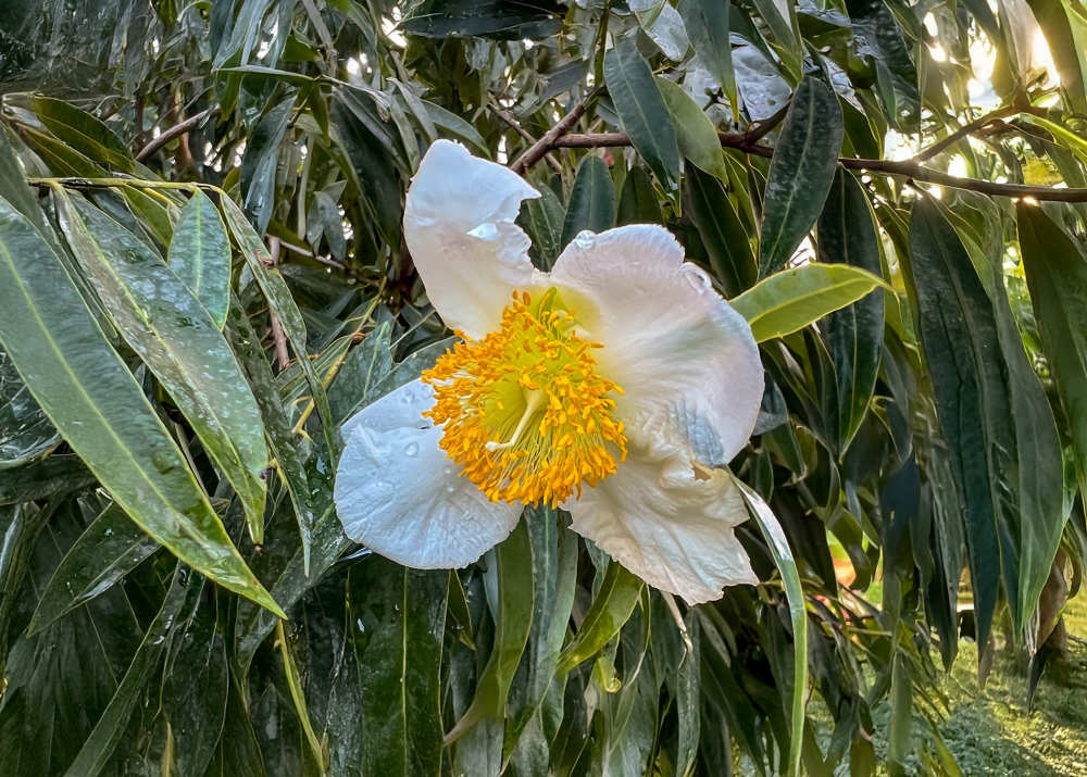 mesua-ferrea-ceylon-ironwood