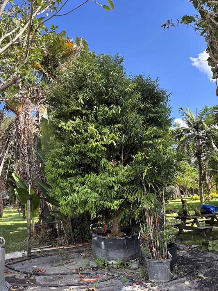 mesua-ferrea-ceylon-ironwood