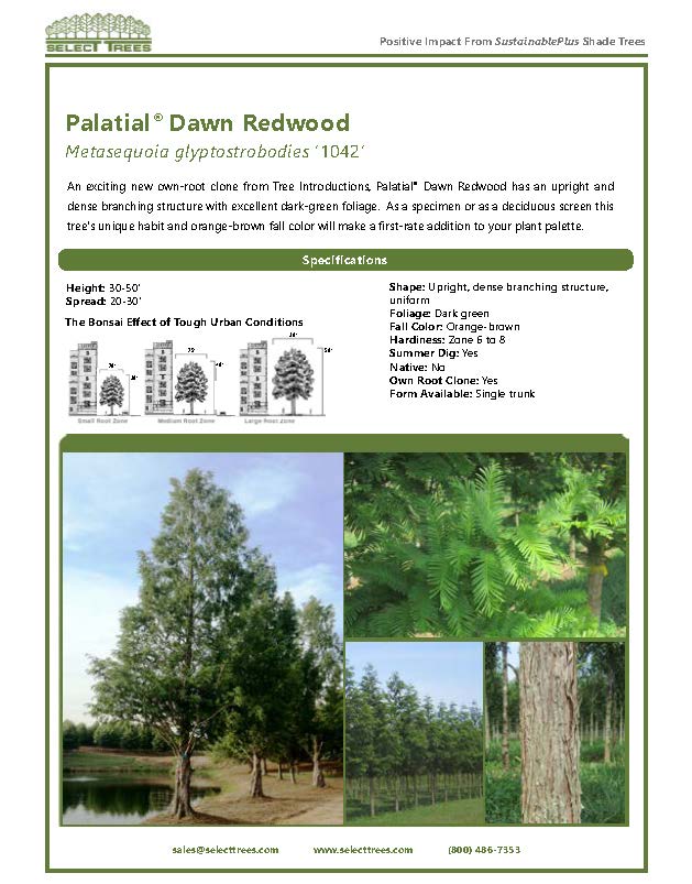 metasequoia-glyptostroboides-1042-palatial-dawn-redwood