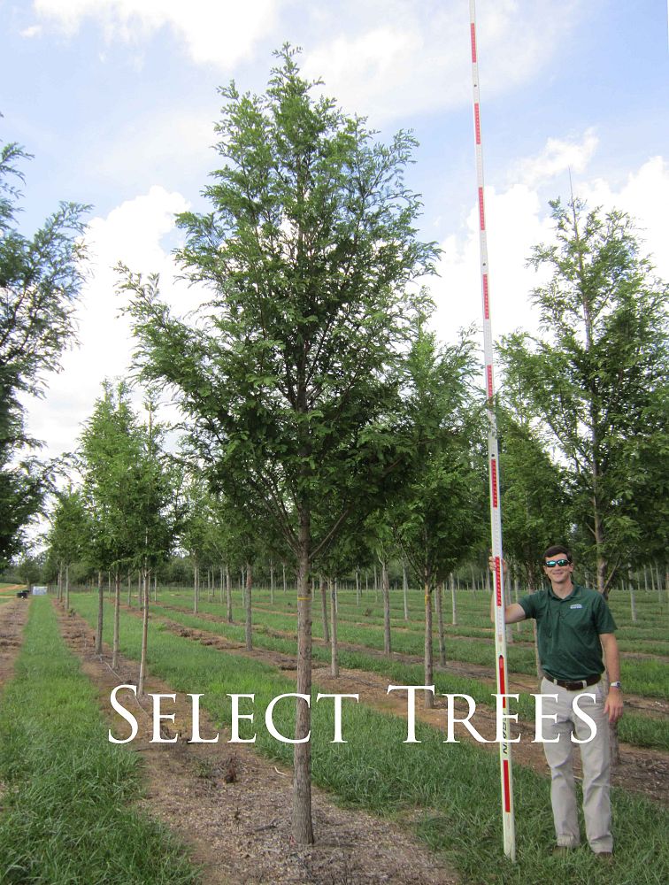 metasequoia-glyptostroboides-1042-palatial-dawn-redwood