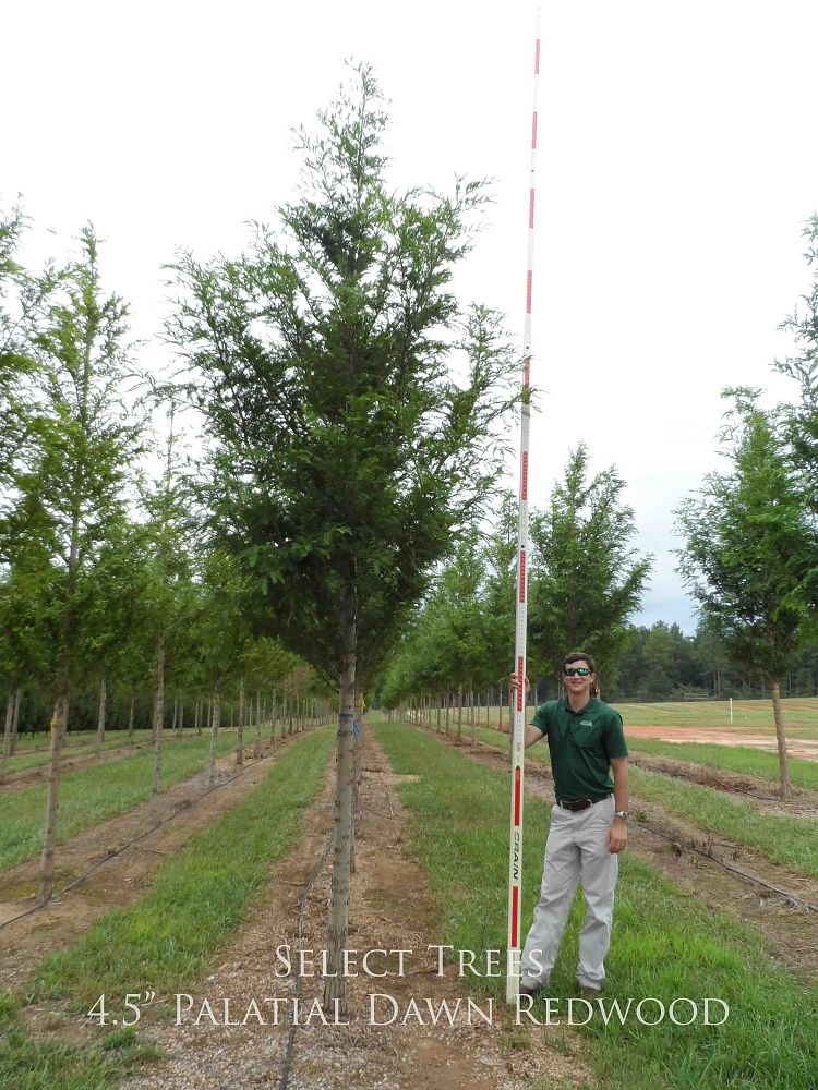 metasequoia-glyptostroboides-1042-palatial-dawn-redwood