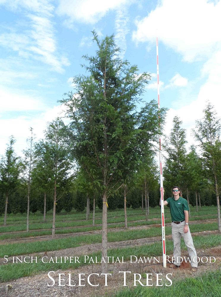 metasequoia-glyptostroboides-1042-palatial-dawn-redwood