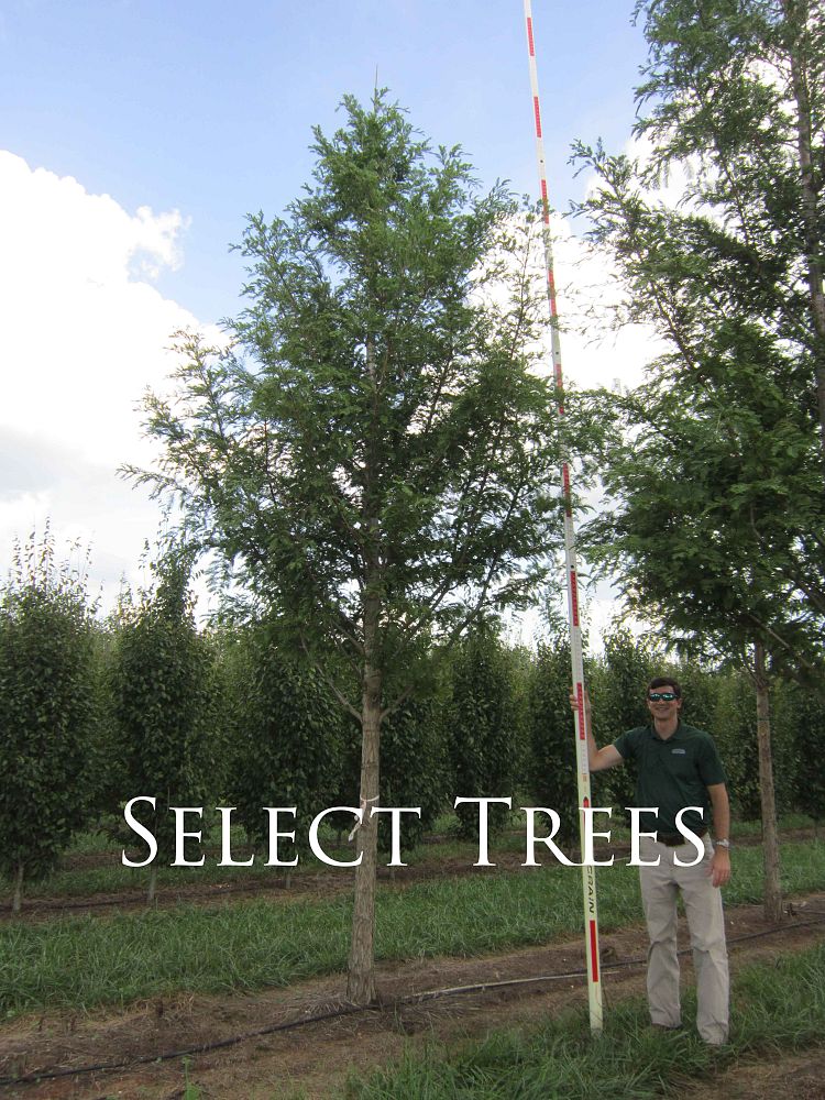 metasequoia-glyptostroboides-1042-palatial-dawn-redwood