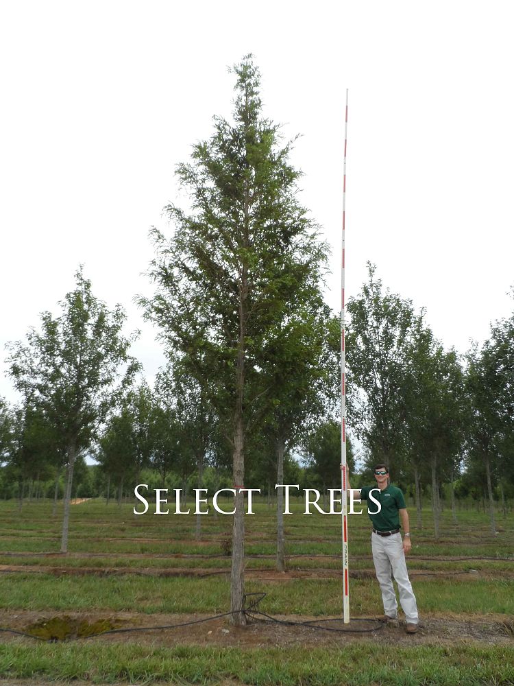 metasequoia-glyptostroboides-1042-palatial-dawn-redwood