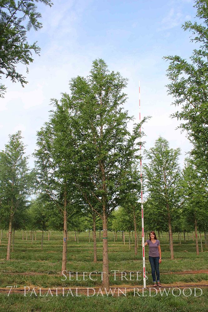 metasequoia-glyptostroboides-1042-palatial-dawn-redwood