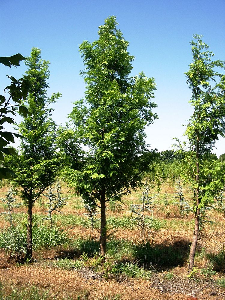metasequoia-glyptostroboides-dawn-redwood