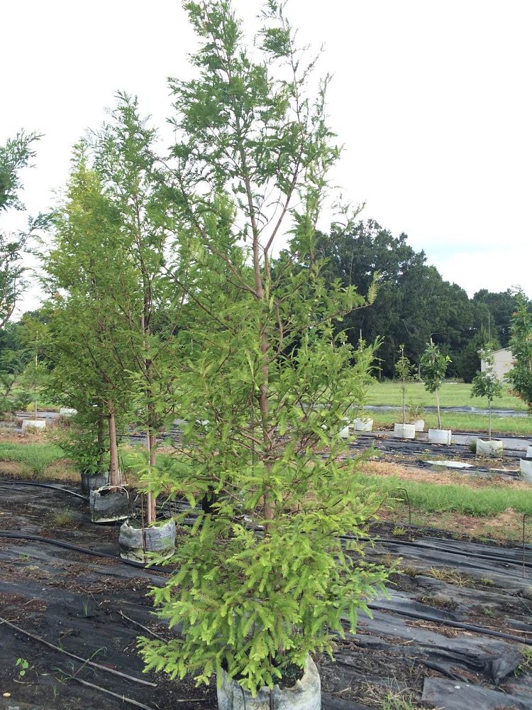 metasequoia-glyptostroboides-dawn-redwood